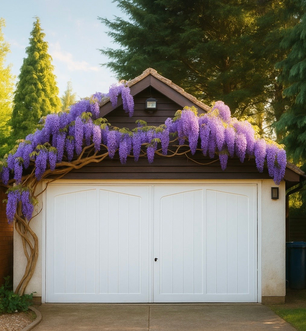 Charming garden outbuilding with white double doors and blooming purple wisteria vines across the roofline